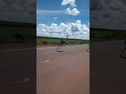 várias emas atravessando a rodovia  goias Verde sentido luziania