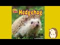 Hedgehog By Joyce Markovics | Educational Books About Animals