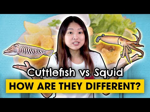 image-Is calamari squid or cuttlefish?
