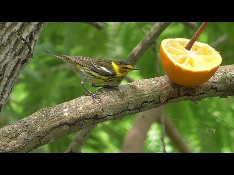 Horárik tigrovaný (Setophaga tigrina) — správanie, biotop a hlas
