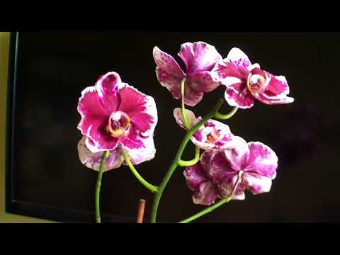 ПРЕЛЕСТЬ!!! за 4 месяца вырос и расцвел цветонос орхидеи уценки КАМЕННАЯ РОЗА Video