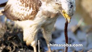 カンムリワシ幼鳥 vs. タウナギ(動画あり)