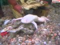 ABC Of Animals For Kids
