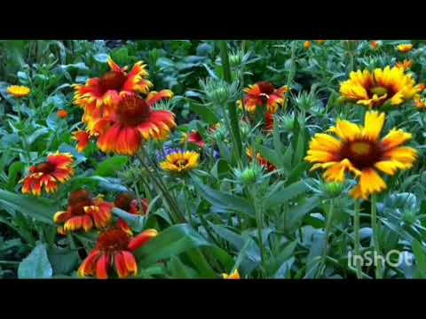 subha bakhair#good morning message#whatsapp status#good morning best wishes