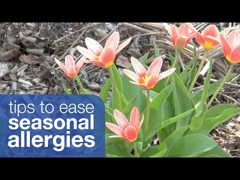 Tips to ease your seasonal allergies
