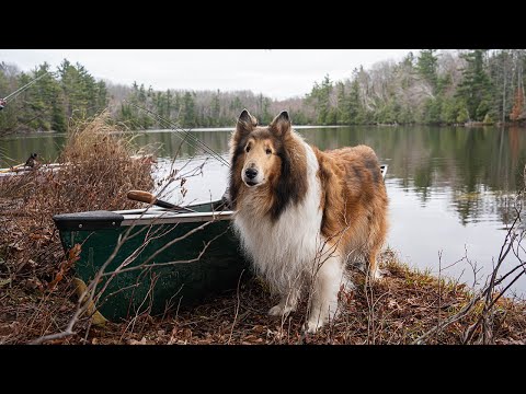 Overnight Spring Canoe Camp With My Dog