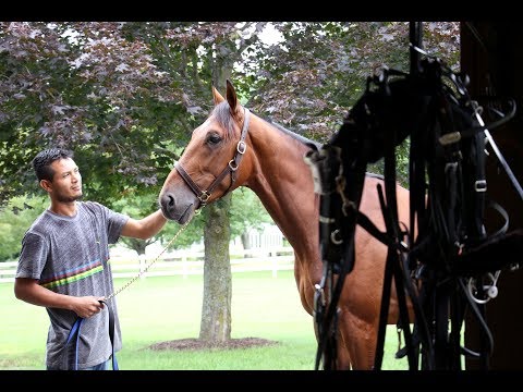2017 Hambletonian Contenders - International Moni, Shake It Off Lindy