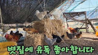 볏짚에 집중하는 닭들 chickens who love rice straw