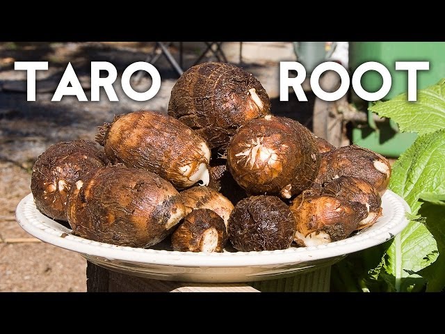 Video Pronunciation of taro root in English