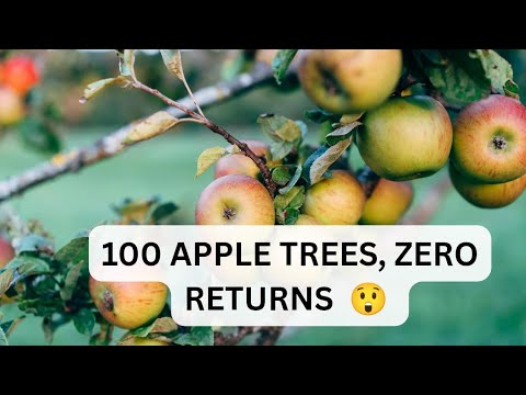 The Harsh Truth: You’ll NOT Get Returns from Wambugu Apples in Year One!