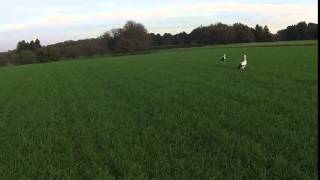 preview picture of video 'Luftaufnahmen mit Drohne: Störche in der Natur'