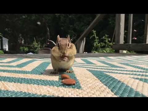 1st YouTube video about how many nuts can a squirrel hold in its mouth