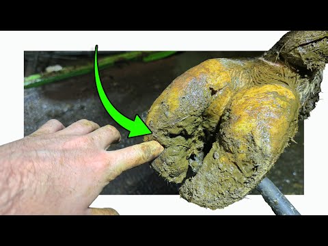 *HUGE HOLE* in YOUNG BULL's HOOF 