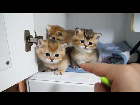 YouTube 썸네일