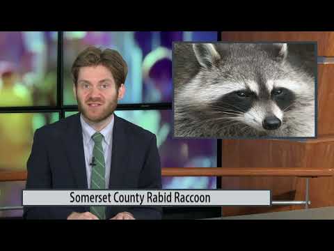 Somerset County Rabid Raccoon