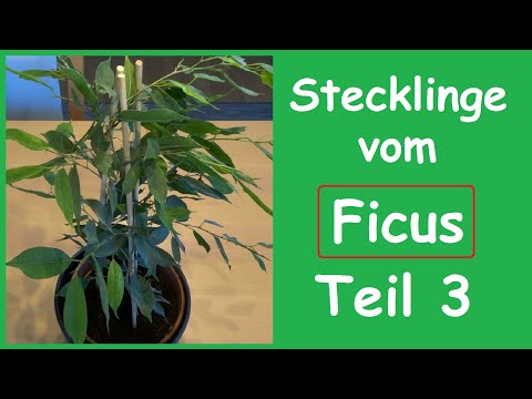 Stecklinge vom Ficus  Teil 3
