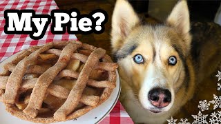 DIY APPLE PIE FOR DOGS | DIY Dog Treats | Snow Dogs Snacks 84