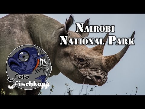 Fototipps Ost-Afrika Safari: Nairobi Nationalpark
