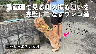 【お散歩スポット巡り#43】動物園で見る側の振る舞いを完璧にするワンコ達　伊豆シャボテン公園　イングリッシュコッカースパニエル「みみ」 の気持ち