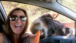 FEEDING WILD DONKEYS | North Cyprus - YouTube
