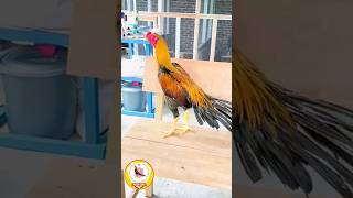 Download lagu SENOPATI (Nusantara Farm Banda Aceh) #ayamekorlidi #kopali #ayamhias mp3