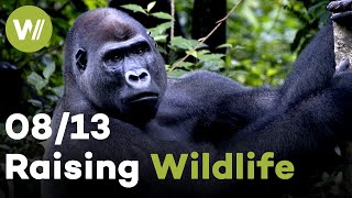 Grey Duiker & Silverback Gorilla | Raising Wildlife (8/13)