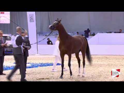 N.197 NAJD AM - Dubai 2016 - Colts 3 years old (Class 11)