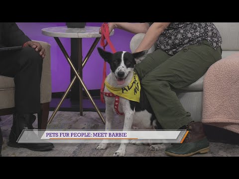 Pets Fur People: Meet Barbie - YouTube