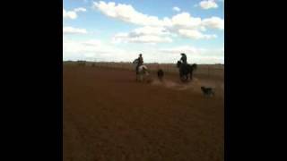 TRENT WILLMON TEAM ROPING