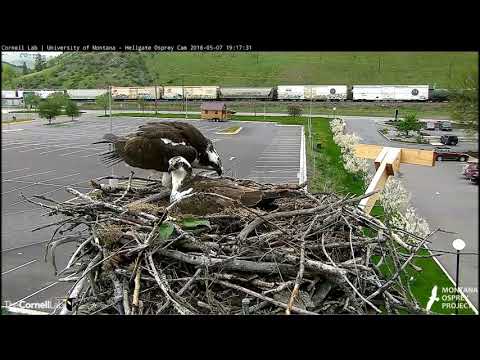 Hellgate Canyon Ospreys ~ Iris Removes Louis Her Way, May 07, 2018