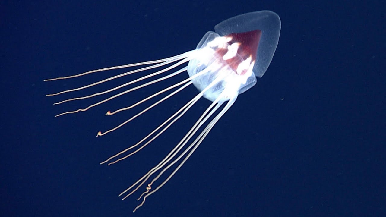 10 Strange Deep Ocean Creatures Found by ROVs Near Florida