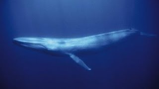 Le Souffle de la Baleine Bleue - Méxique
