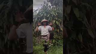 Download lagu cuplikan film komedi sunda | si rawing mp3