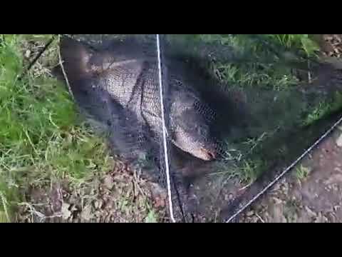 Entschneidert - Der Bann ist gebrochen . Gewässerwechsel zahlt sich aus