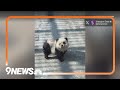 Zoo in China goes viral for disguising dogs as pandas