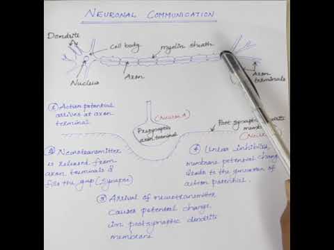 Neuronal communication