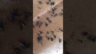 Fly trap #flytrap #gluetrap #insects #flycatch #flycatchers #insectcontrol #amazingcatch #beekeeper