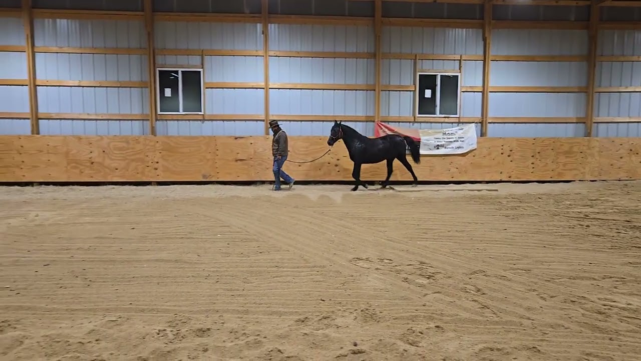 BAM Willies Justa Cowboy — Video 1