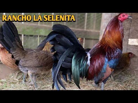 Penny hatch Grey Yellow leg hatch - RANCHO LA SELENITA