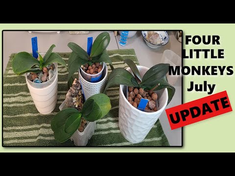 ORCHIDS, ROOTLESS PHALAENOPSIS PROJECT UPDATE, FOUR LITTLE MONKEYS, JULY 2021
