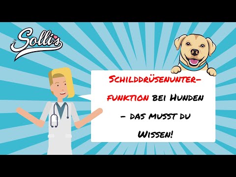 Schilddrüsenunterfunktion beim Hund | Symptome & Behandlung