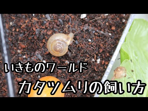 小さな生き物の飼育:数十個の新たなマイクロカタツムリを発見