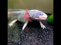 Piebald Axolotl | Axolotl breeds and Morphs