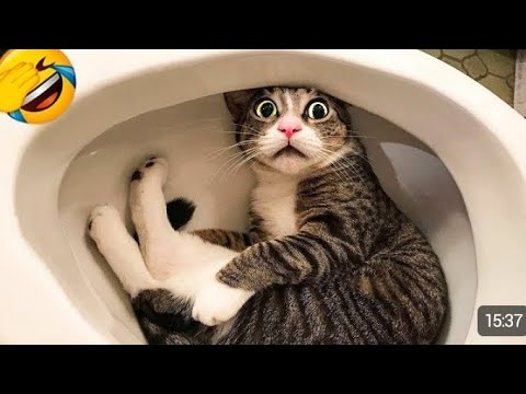 new animal videos 2023 | Funniest Dogs and cats | funny animals compilation | cat tiktok compilation