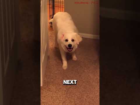 Her Dog Started Staring at Her... Then This Happened