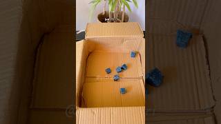 Download lagu Kurato Rat Poison mp3 Download lagu Kurato Rat Poison mp3