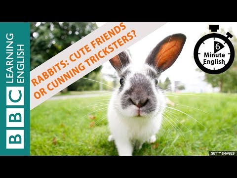 Rabbits: cuddly friends or cunning tricksters? - 6 Minute English