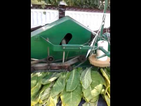 tutun amarastii de jos 2013