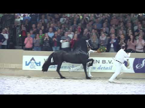 Compilatie kampioenschap Oudere hengsten