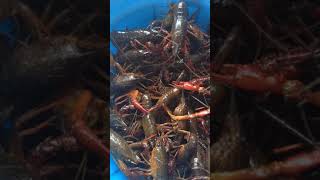 Pescaria de lagostim na Billings hoje